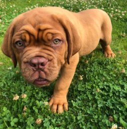 Dogue De Bordeaux Puppies for sale Puppies for sale