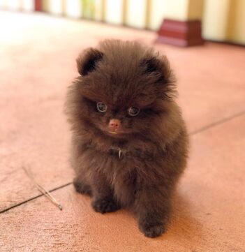 Mini Pomeranian Puppies