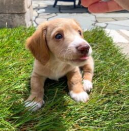 Dachshund Puppies for sale Puppies for sale