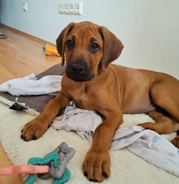 Rhodesian Ridgeback puppies for sale