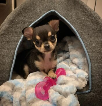 Chihuahua Puppies for sale Puppies for sale