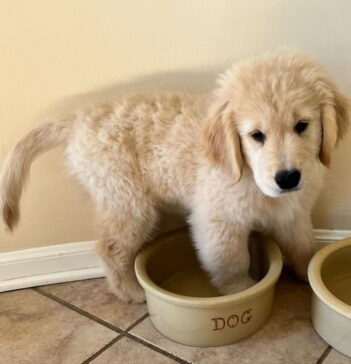 Golden Retriever Puppies for sale Puppies for sale