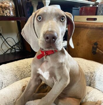 Weimaraner Puppies for sale Puppies for sale