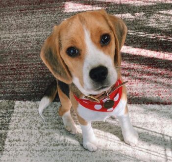 Beagle Puppies For Sale