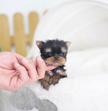 Teacup Yorkie Puppies for sale Puppies for sale