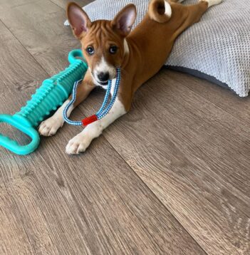 Basenji Puppies for sale Puppies for sale