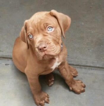 Mastiff Puppies for sale Puppies for sale