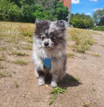 Pomeranian Puppies for sale Puppies for sale