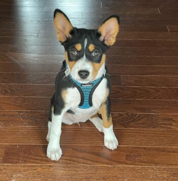 Basenji Puppies for sale Puppies for sale